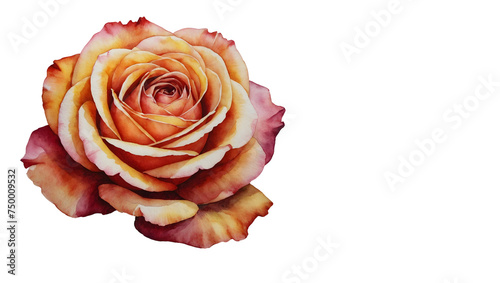 png watercolor rose flowers on transparent background, sublimation for t-shirt and postcard, your design