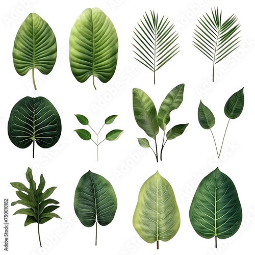  set of exotic big leaf green interior home plant for decoration and different foliage leaves and petals closeups cotout isolated on transparent background photo