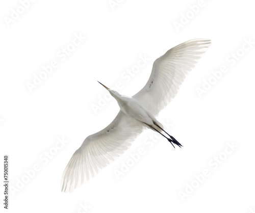 pure white isolated large heron bottom view