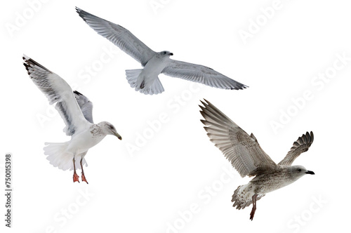 three European herring gulls in free flight on white