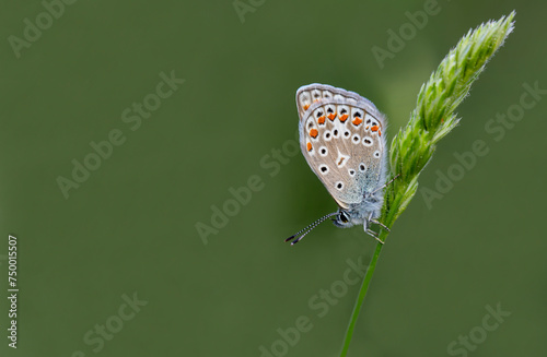 Polyeyed Blue butterfly (Polyommatus icarus) on plant.​