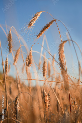 Field ripening wheat at sunset. Agriculture and harvest