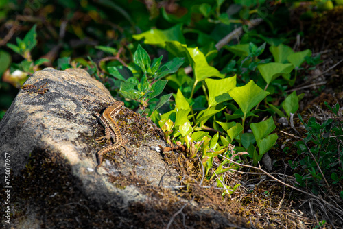 Colorful common wall lizard sunbathing on a rock (Podarcis muralis)