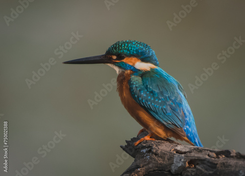Common Kingfisher sitting on a tree branch looking for fish at Bharatpur Keuladeo Bird Sanctuary