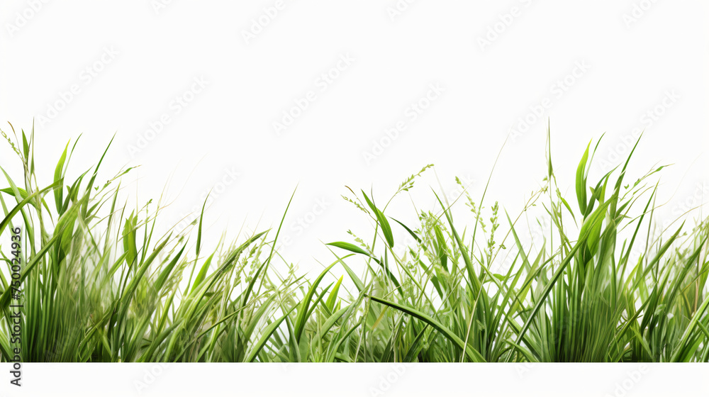 Long green grass and reeds isolated on white background - obrazy, fototapety, plakaty 