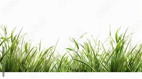 Long green grass and reeds isolated on white background