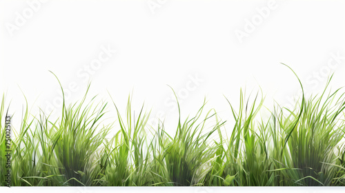 Long green grass and reeds isolated on white background