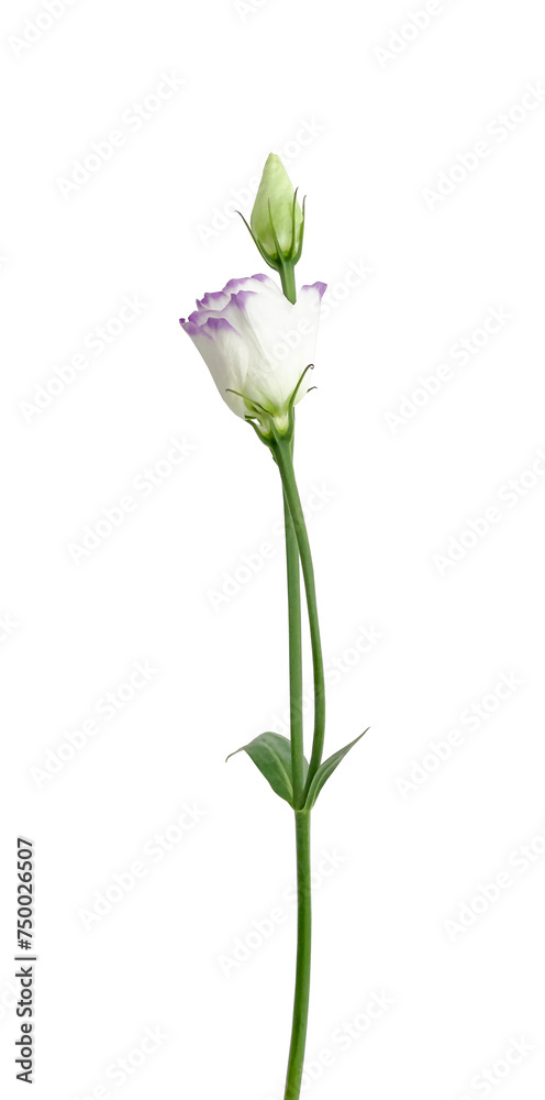 The flower is isolated on a white background. Eustoma. A delicate, spring-like, white flower with purple petals. A blooming flower and a bud.