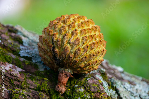 A tree of "araticum do cerrado" (Annona crassiflora), isolated with many fruits in selective focus. Marolo fruit