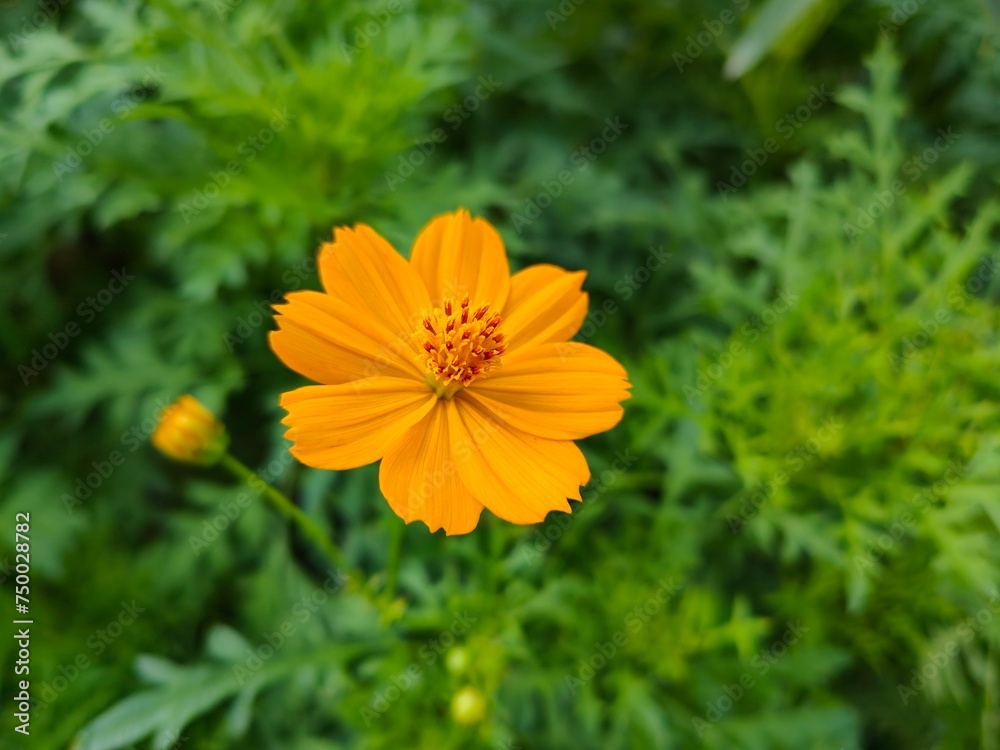 The orange Mexican Aster is in full bloom and is beautiful. The orange Mexican Aster is in full bloom and is beautiful.