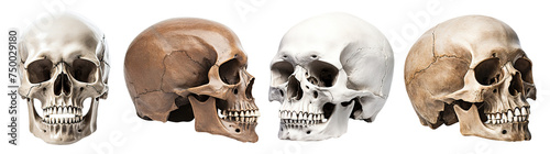 Set of human skulls, cut out #750029180