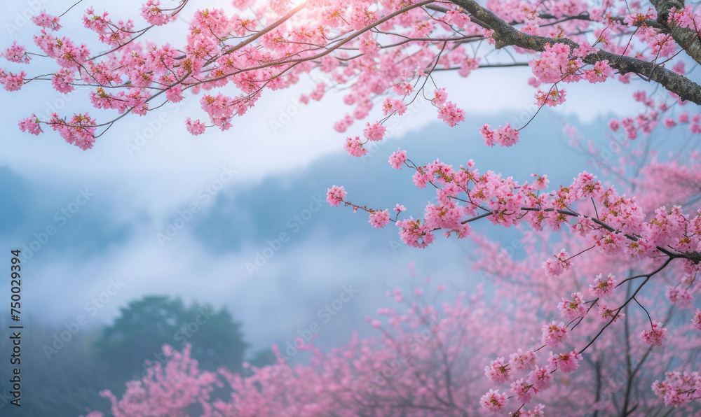 Fototapeta premium Sakura blossoms in Maruyama Park, Kyoto, Japan. Generative AI