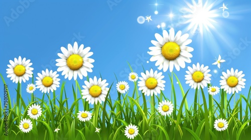Daisies in the grass against a background of blue sky and bright sun. Summer floral card, banner