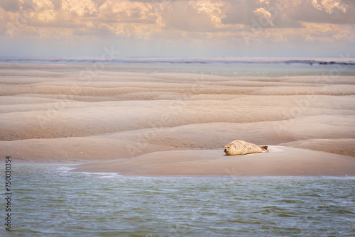 Seal photo