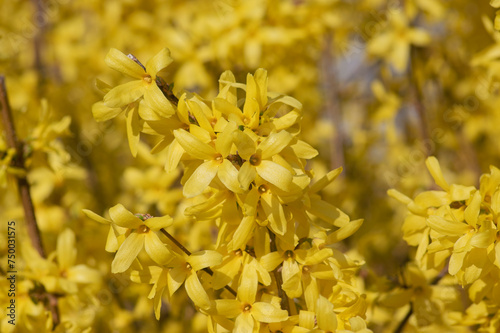 Forsythia intermedia border yellow flowering plant, ornamental flowers in bloom, beautiful springtime shrub full of flowers