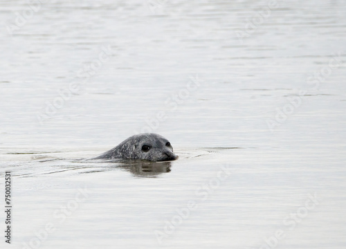 Atlantic Harbour Seal