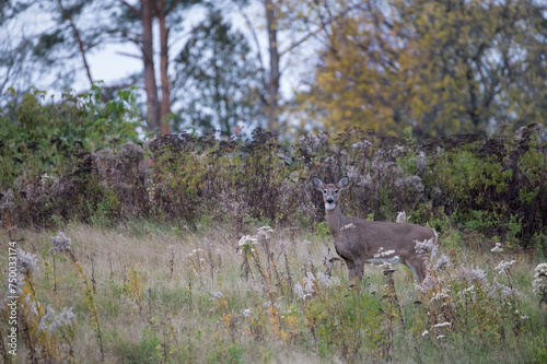 White-Tailed Deer