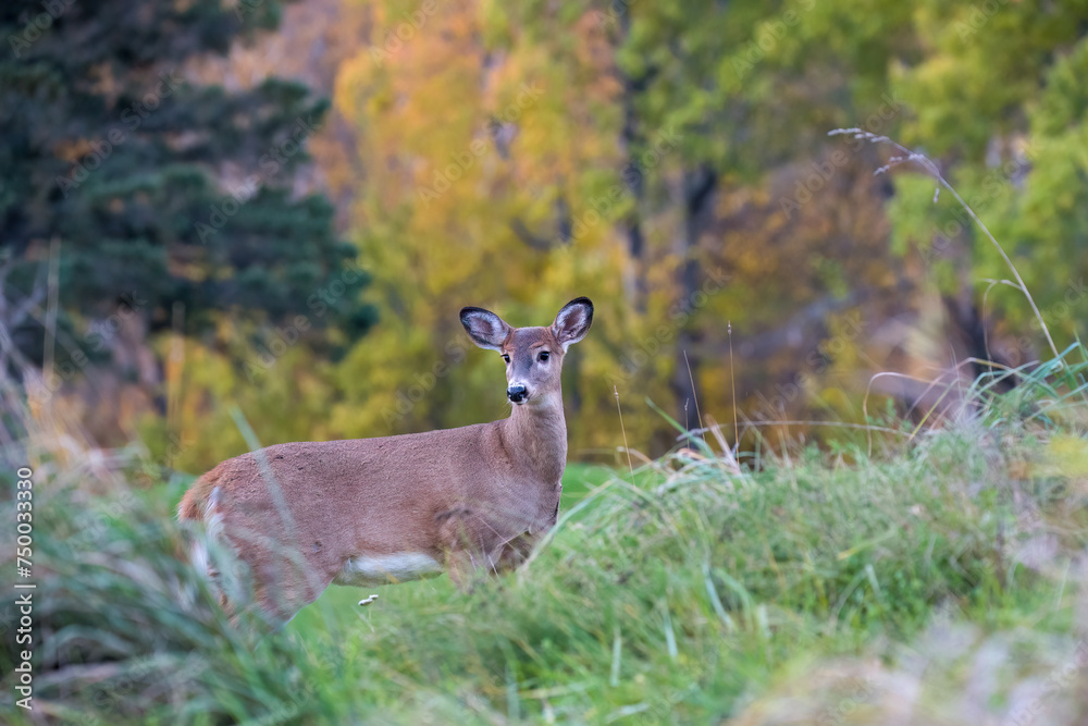 White-Tailed Deer White-Tailed Deer