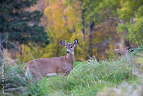White-Tailed Deer