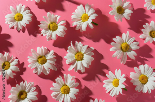 White daisies on a soft pink background with copy space, top view flat lay floral arrangement