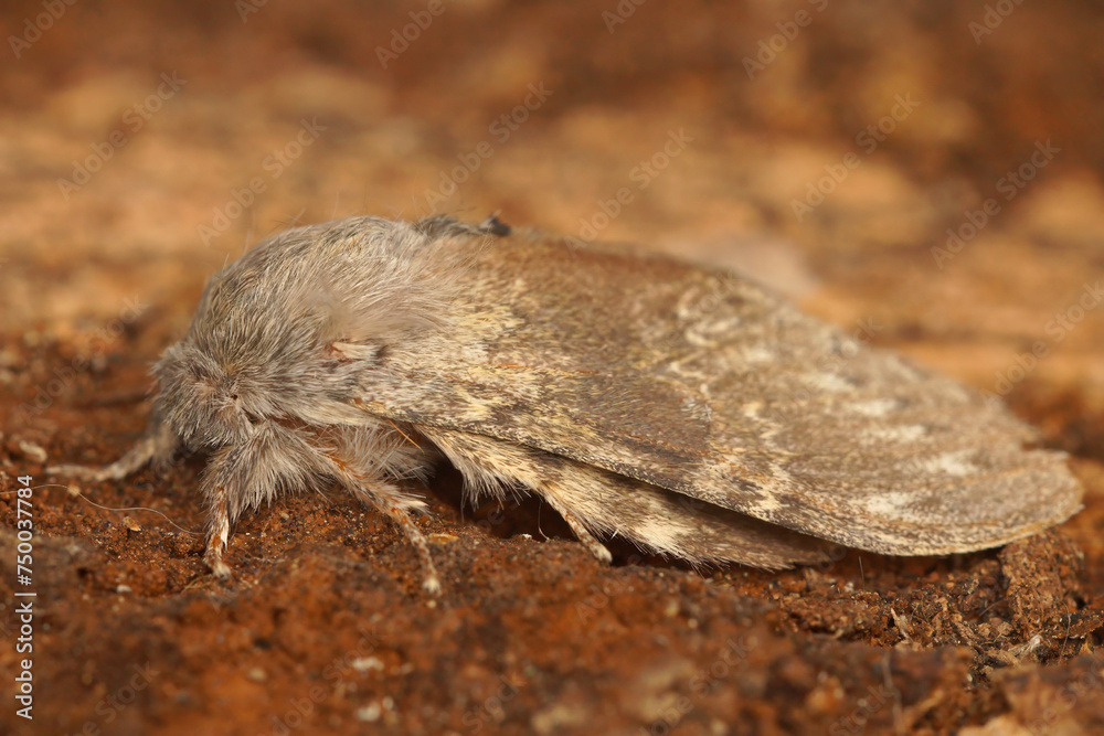 Closeup on a lobster moth, Stauropus fagi, sitting on a piece of wood Closeup on a lobster moth, Stauropus fagi, sitting on a piece of wood