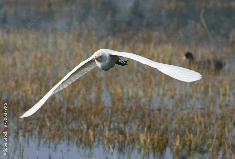 The great egret flying at Bharatpur Keuladeo Bird Sanctuary The great egret flying at Bharatpur Keuladeo Bird Sanctuary