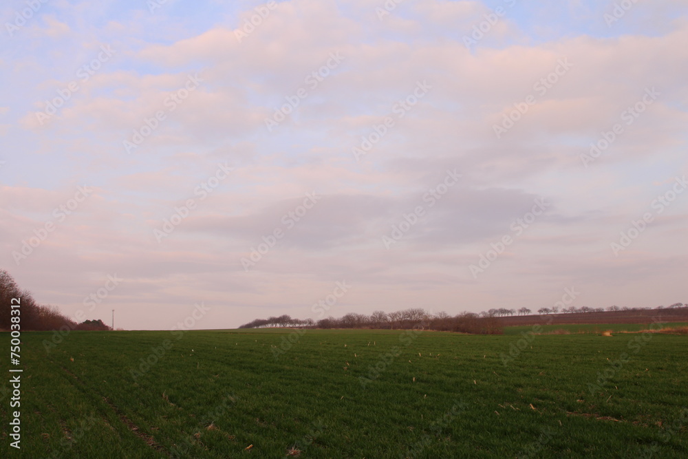 A field of grass with a rainbow in the sky