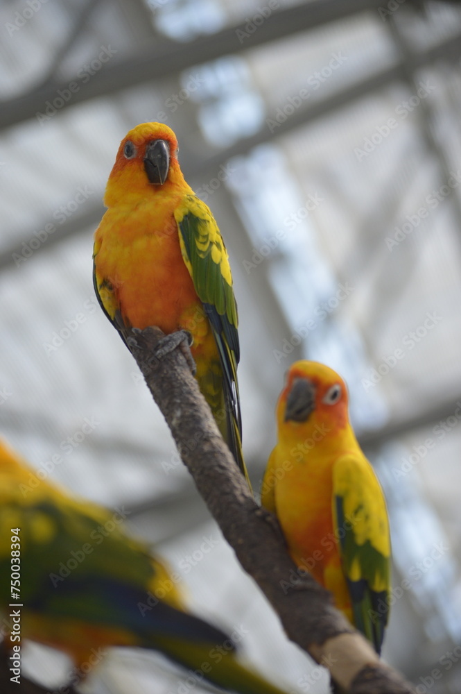 two macaw