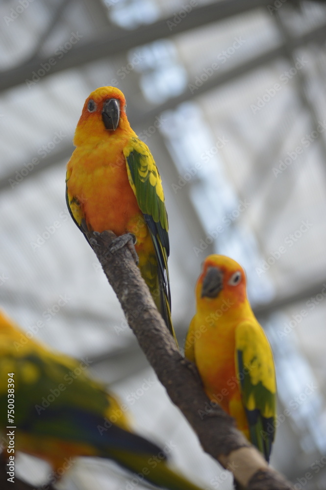 Obraz premium two macaw