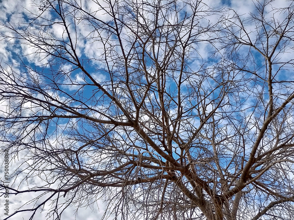 leafless tree with thin branches in the background of the blue sky with white clouds leafless tree with thin branches in the background of the blue sky with white clouds