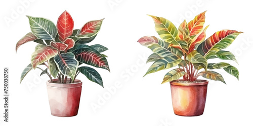 croton plant in a pot watercolor vector illustration
