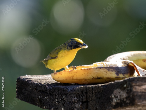 Tig-billed Euphonia, feeding on a banana at the feeder. Colombia. photo