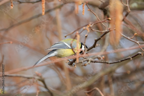 Portrait of an european tit sitting on a branch in au wädenswil zurich, switzerland photo