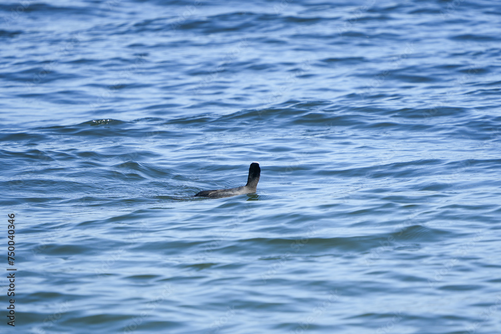 Fototapeta premium duck swimming on the zurich lake