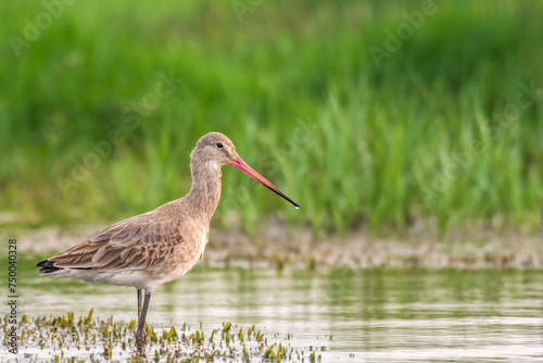 Black tailed Godwit in the lake photo