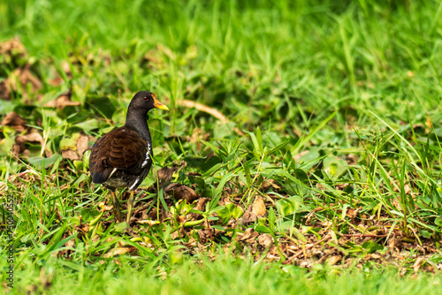 Eurasian Moorhen near the lake, India