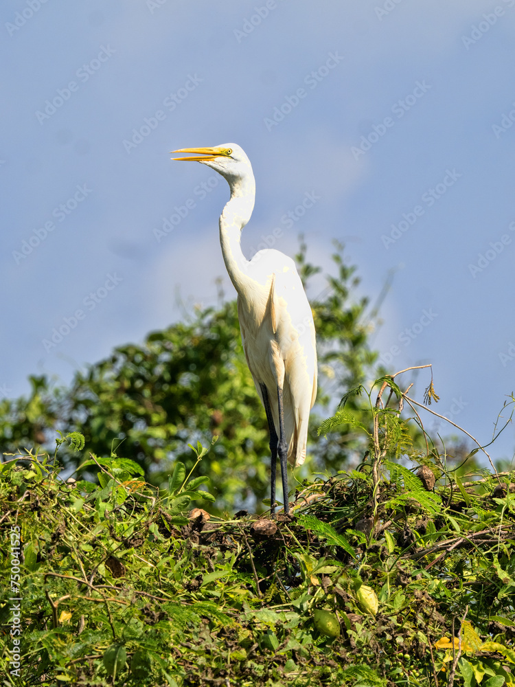 Fototapeta premium Great White Egret, Egretta alba, foraging in a marsh, Wakata Biopark, Colombia