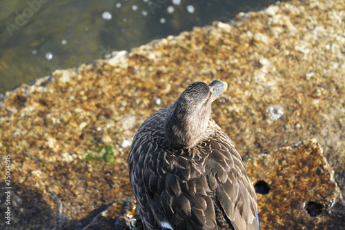 portrait of a female mallard duck