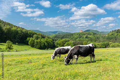 Obraz na plátně Zwei schwarz-weisse Vogesenrinder grasen in der Sonne auf einer Wiese am Gimbelh
