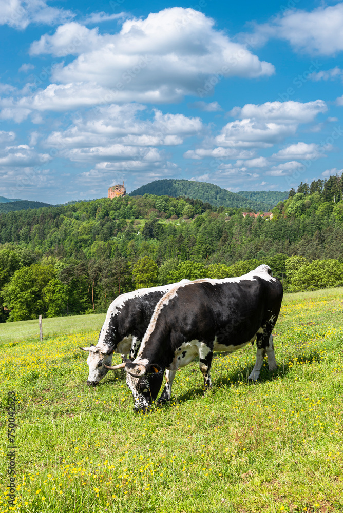 Zwei schwarz-weisse Vogesenrinder grasen in der Sonne auf einer Wiese am Gimbelhof vor bewaldeten Bergen des frühlingshaften Wasgaus und der Burgruine Fleckenstein auf einem Sandsteinfelsen