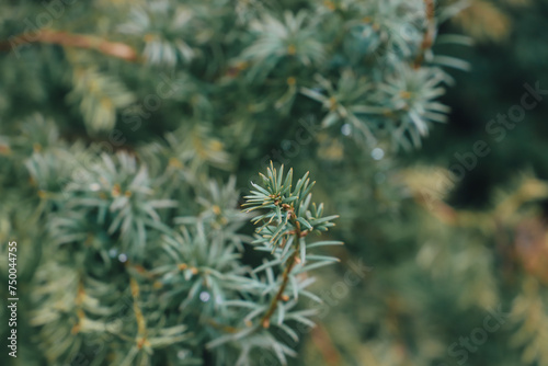close up of yew needles. coniferous plant. branches of a yew
