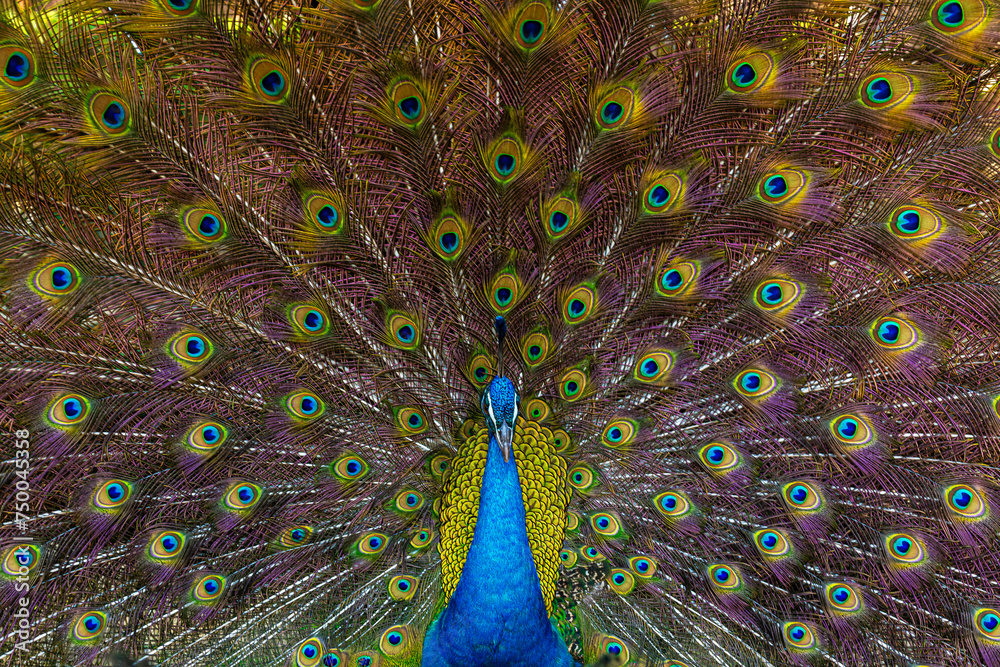 Obraz premium Peacock,Close-up portrait of a male peacock displaying beautiful plumage- Lincoln, Nebraska, United States of America 