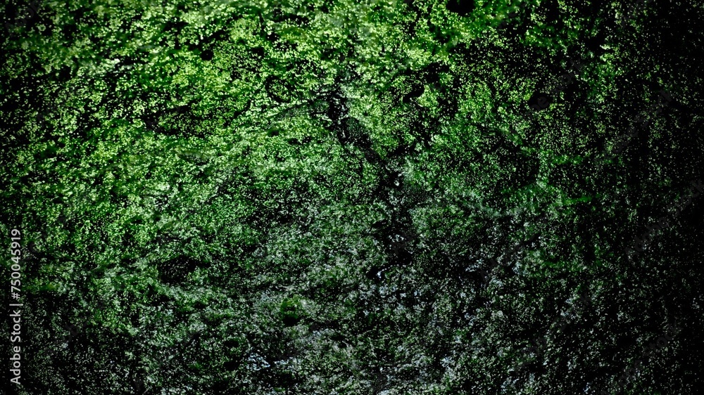 Green and black textured Upclose mossy swamp water Green and black textured Upclose mossy swamp water