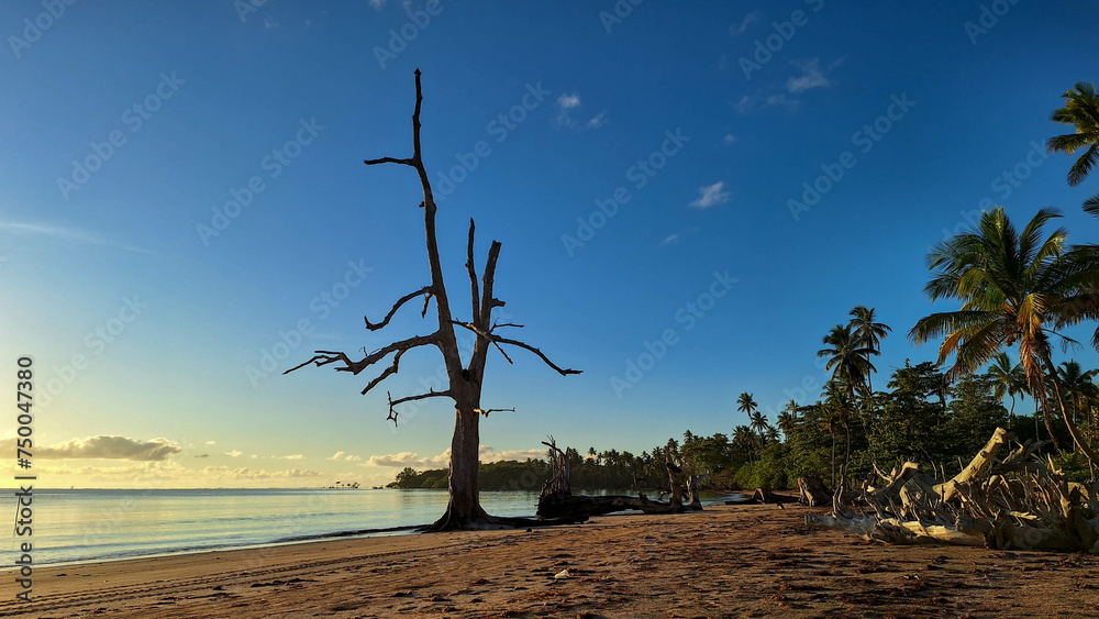 Old tree trunk on a beach at the sunrise
