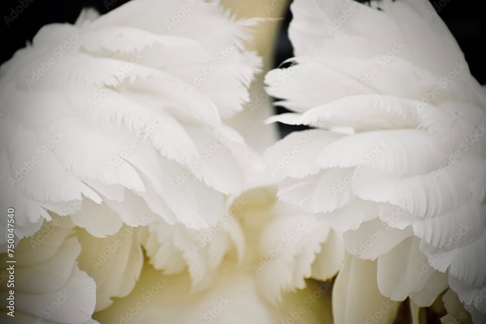 Fototapeta premium Angelic swan wings 