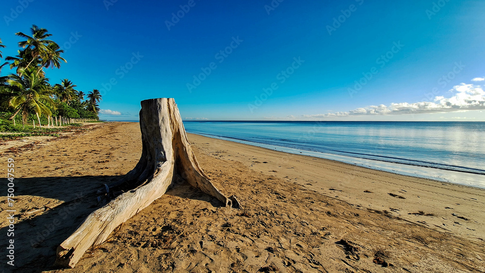 Old tree trunk on a beach at the sunrise - obrazy, fototapety, plakaty 