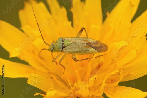 Closeup on a green Miridae plant bug, Closterotomus norwegicus sitting in a yellow fower © Henk