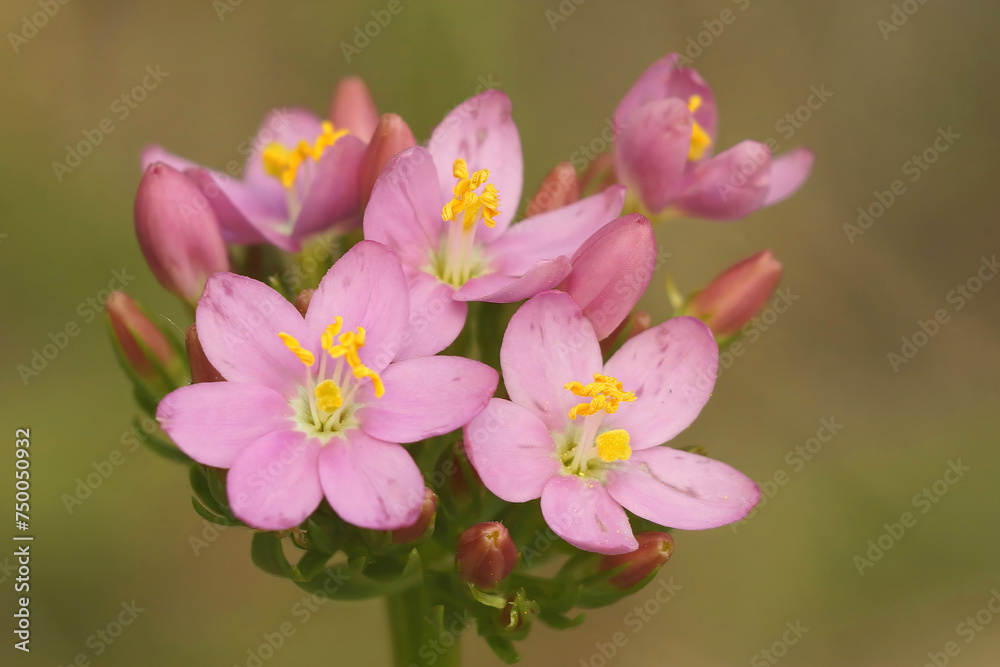 Closeup on hte soft pink flowering Common or European centaury wildflower, Centaurium erythraea Closeup on hte soft pink flowering Common or European centaury wildflower, Centaurium erythraea
