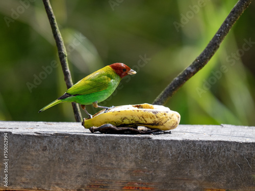 Bay-headed tanager, Tangara gyrola, sits on a feeder and searches for food.  Santa Marta, Colombia. photo