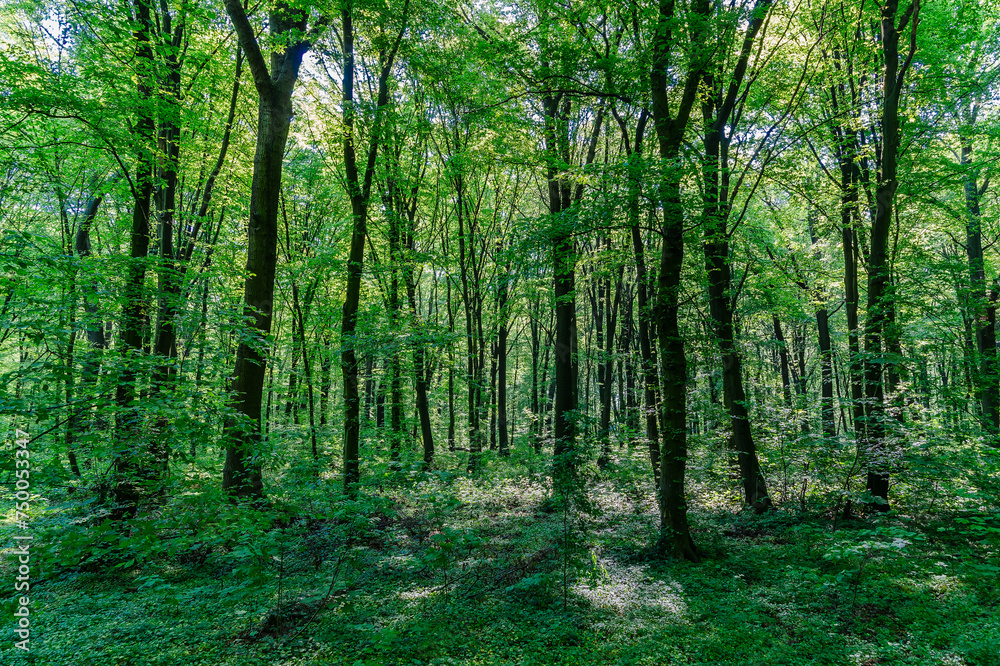View of a forest with fresh greenery. View of a forest with fresh greenery.